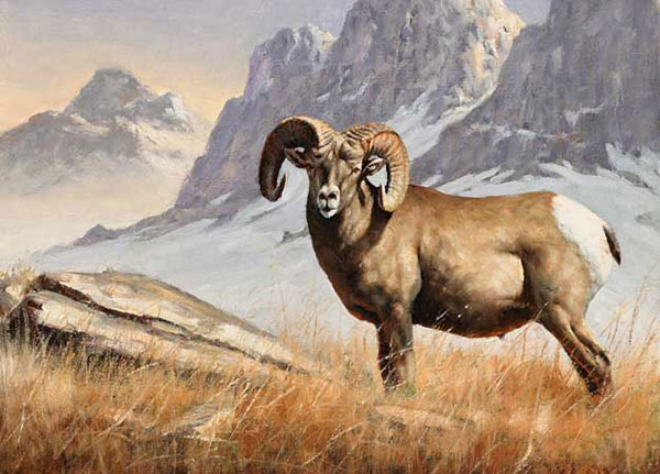 Kompatibel Dyr Jahrriesnge  til bighorn-sheep-lpf02546 